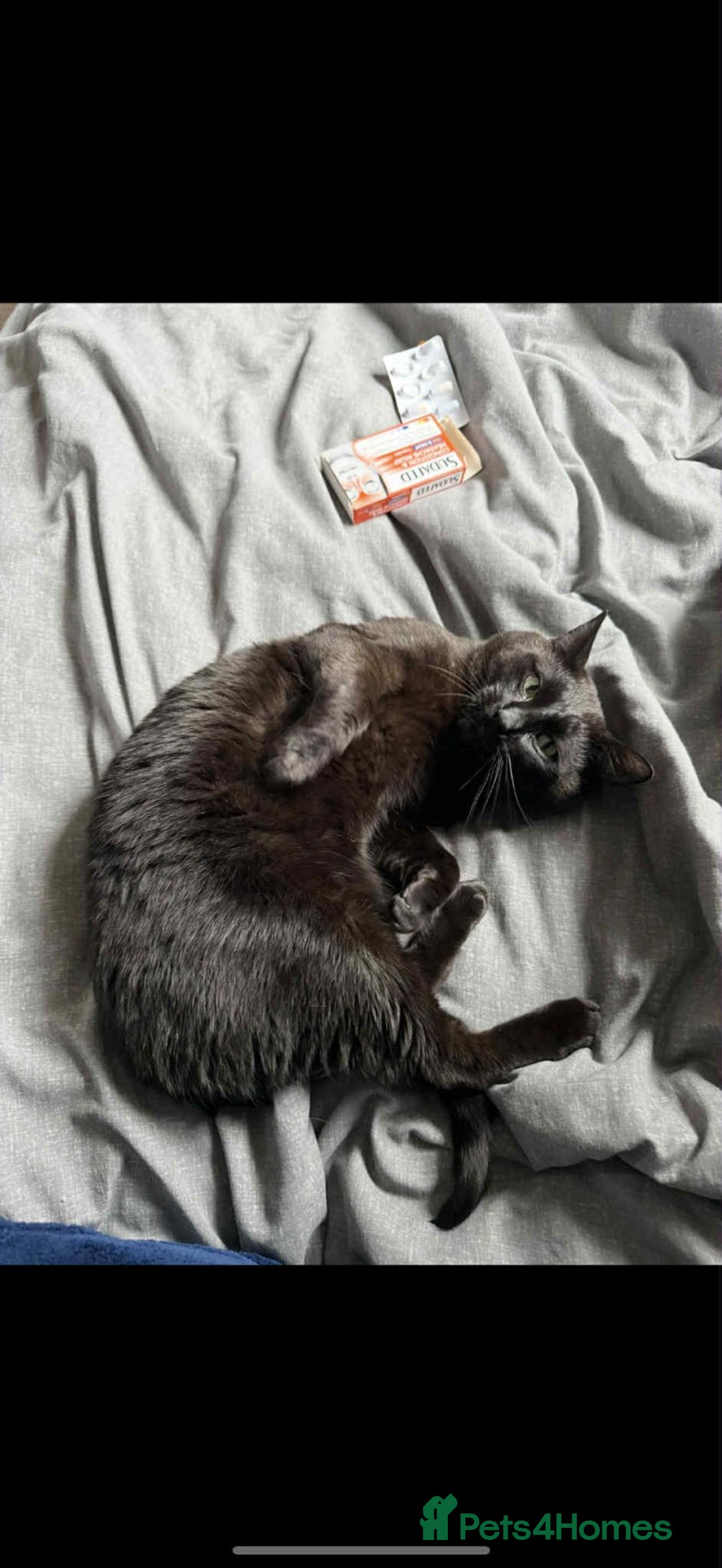 Mixed Breed cats for sale: Brothers looking for loving home  - Image 8