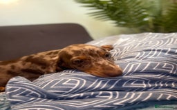 Dachshund dogs for sale: SOLD OUT! Thank you very much!!! Lovely Dachshunds - Advert 18