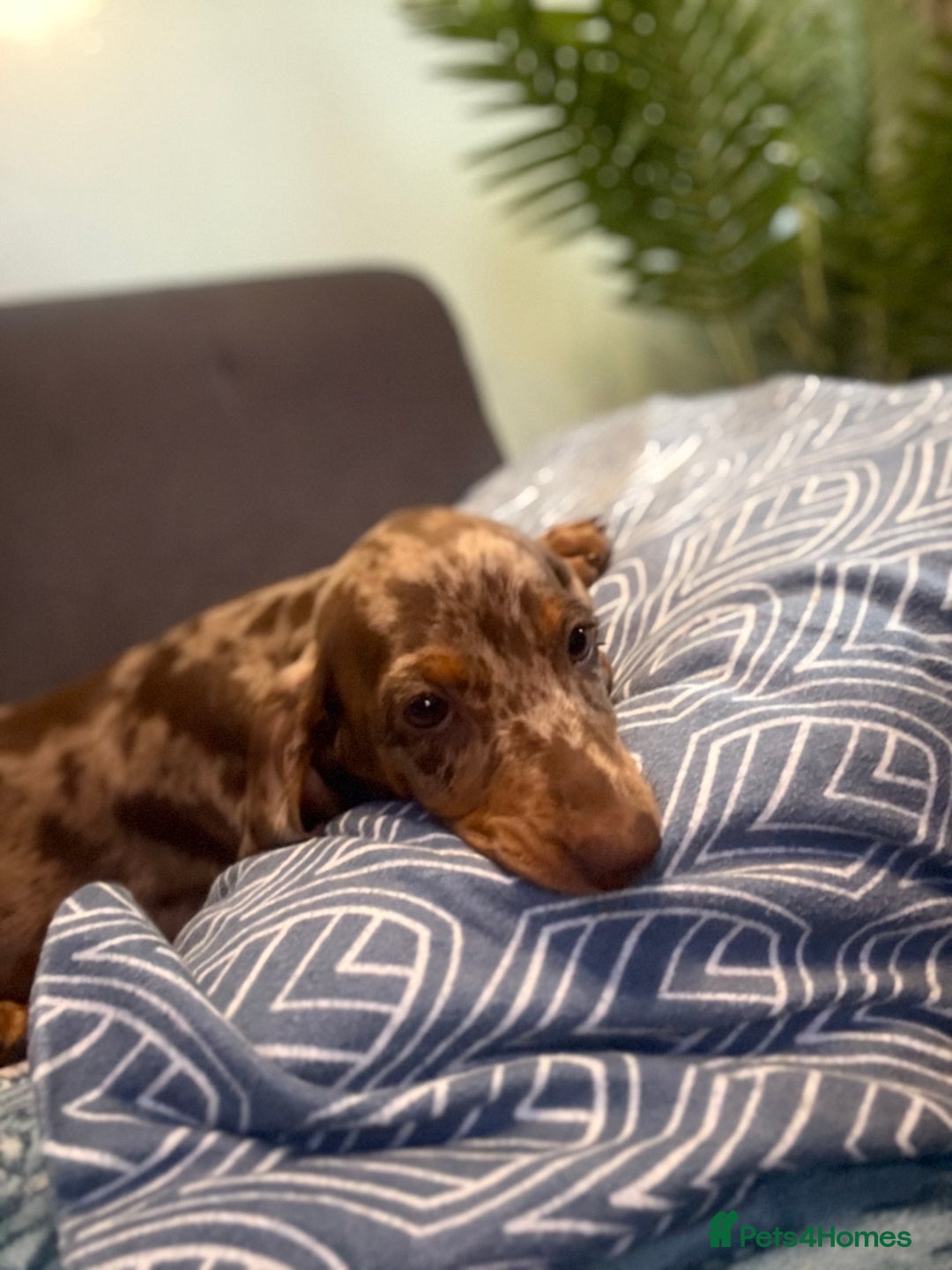 Dachshund dogs for sale: SOLD OUT! Thank you very much!!! Lovely Dachshunds - Advert 18