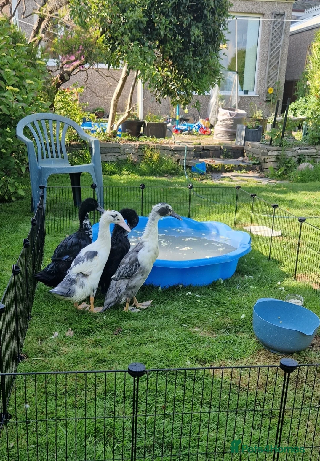 Ducks poultry for sale: Looking to rehome 4 runner drakes in Barrow-in-Furness - Advert 2