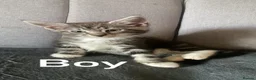 Mixed Breed cats for sale: Maine.coon cross. - Advert 7