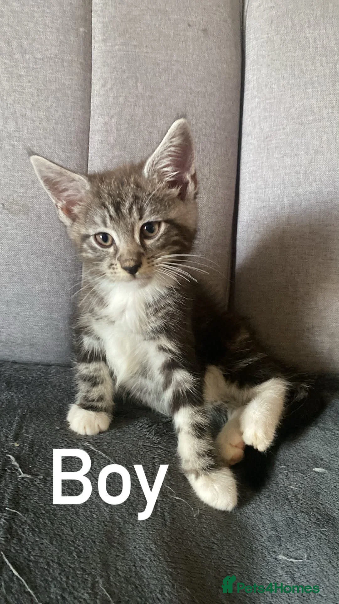 Mixed Breed cats for sale: Maine.coon cross. - Advert 7