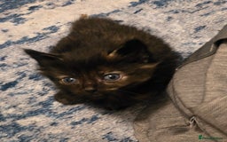 Mixed Breed cats for sale: Mix breed kittens  - Image 11