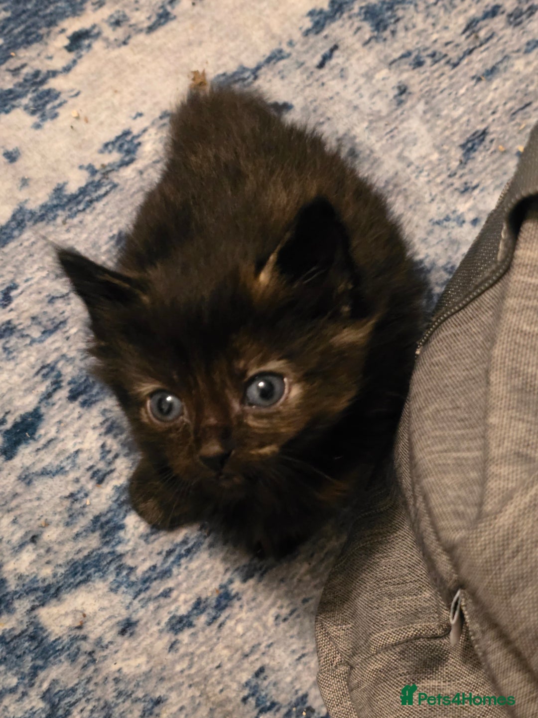 Mixed Breed cats for sale: Mix breed kittens  - Image 11