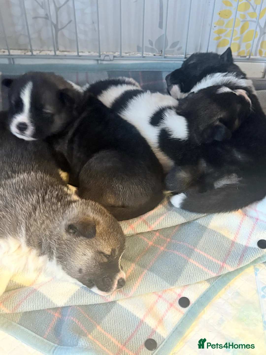 Akita dogs for sale: Akita pups March 12th ready to view  - Advert 20