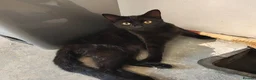 Mixed Breed cats for sale: Adorable 9 month old sisters  - Advert 4