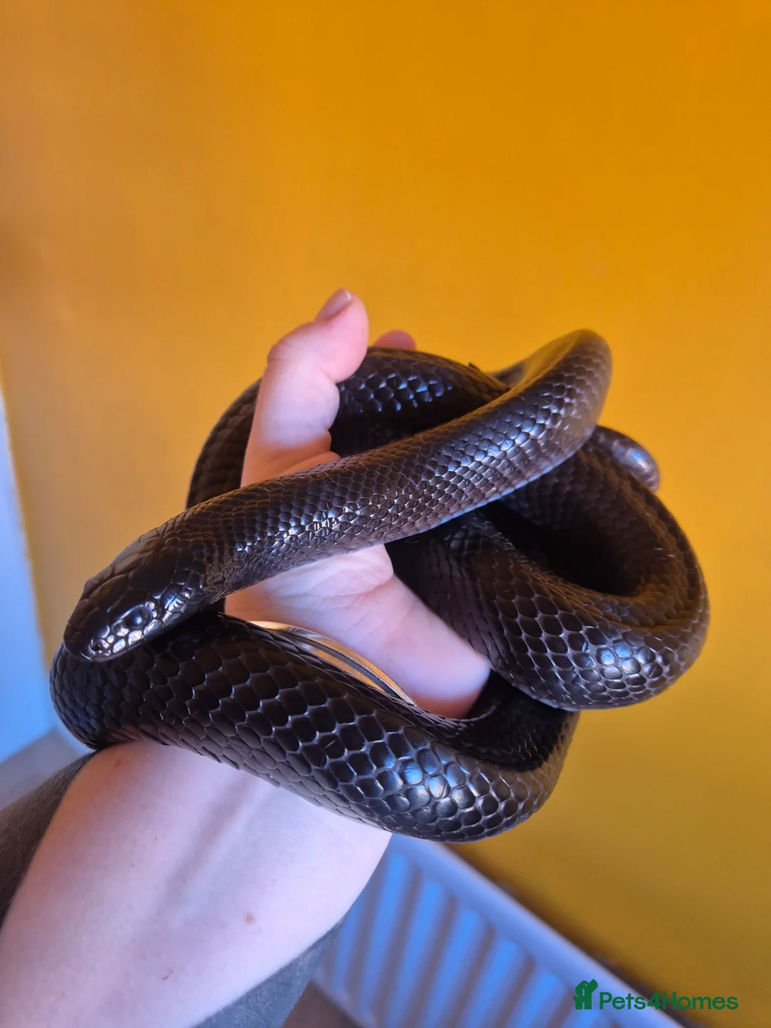 King Snake reptiles for sale: Mexican black kingsnake - Advert 3