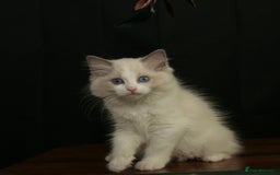 Ragdoll cats for sale: Ragdoll kittens TICA beautiful quality cats  - Image 6
