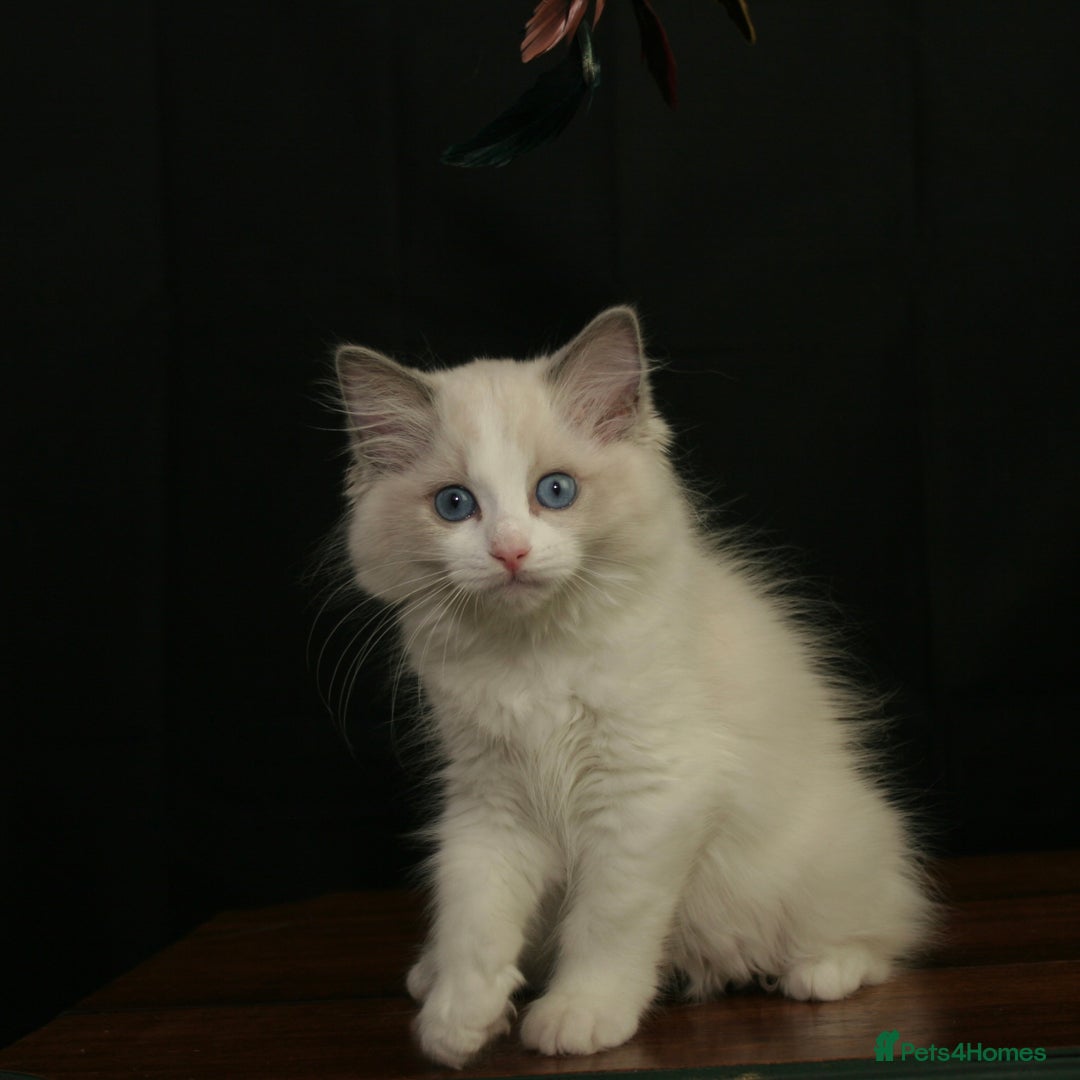 Ragdoll cats for sale: Ragdoll kittens TICA beautiful quality cats  - Image 6