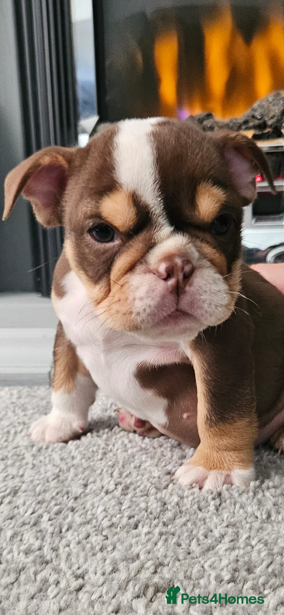 English Bulldog dogs English bulldog puppies  - Advert 2