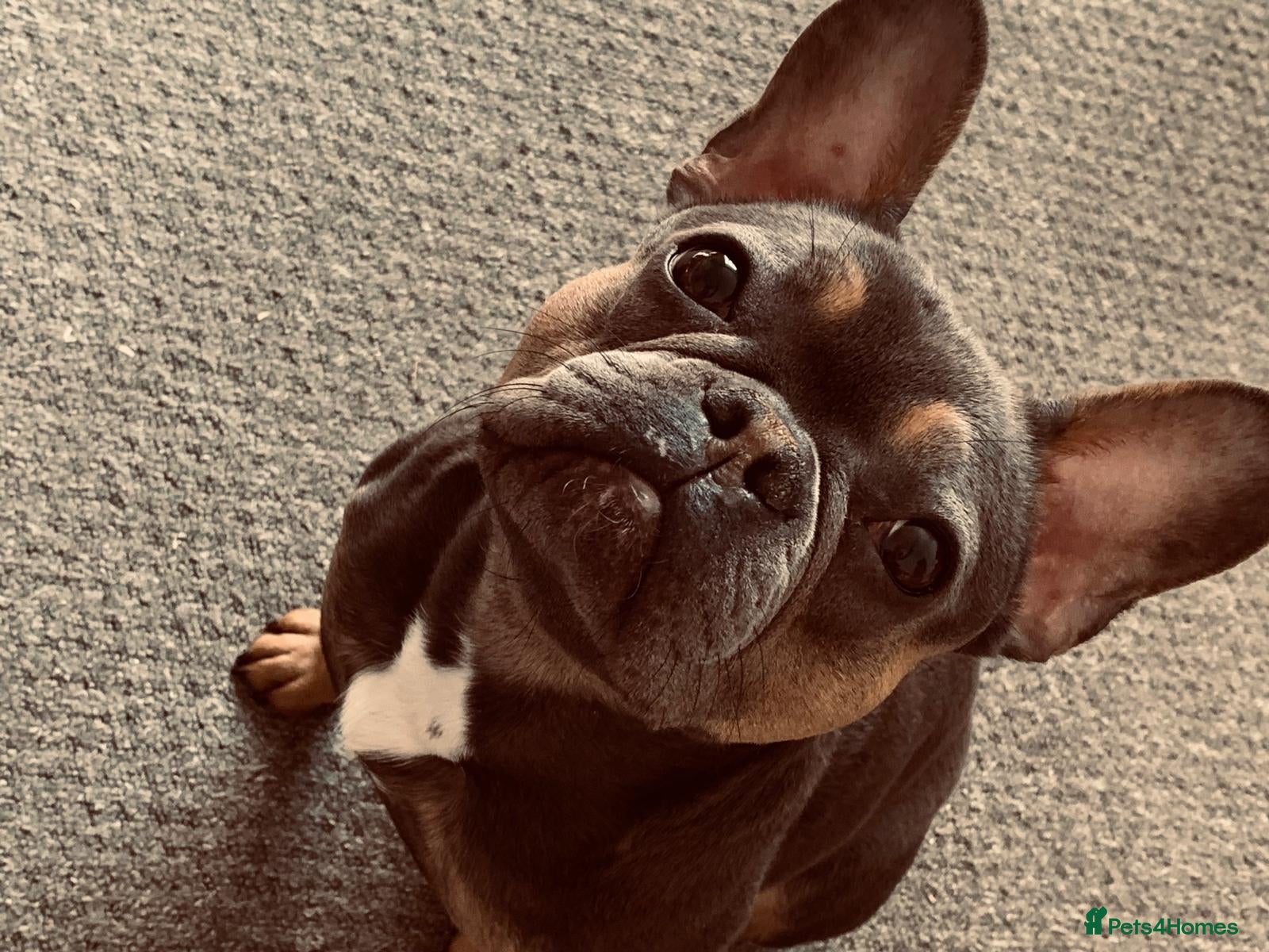 French Bulldog dogs 5 year French bulldog  - Advert 8