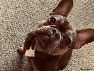 French Bulldog dogs 5 year French bulldog - Advert 8