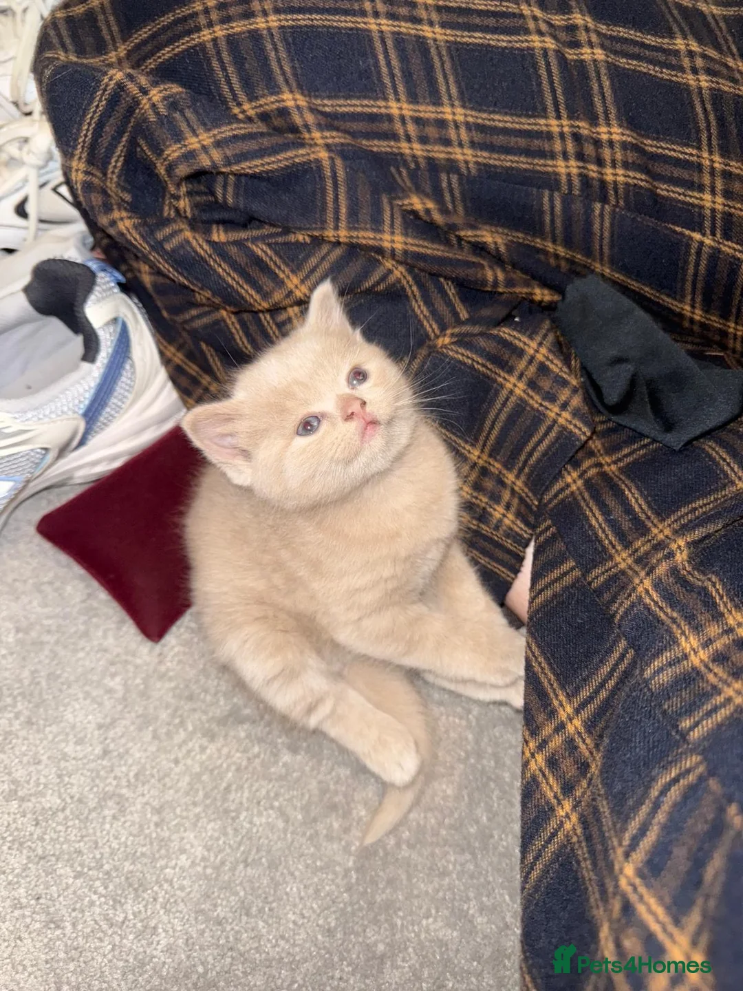 British Shorthair cats for sale: Beige British shorthair female  - Advert 7