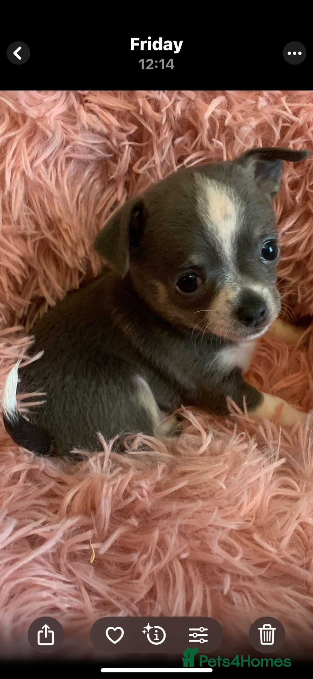 Chihuahua dogs for sale: Beautiful black & blue tri chihuahua puppies  - Advert 3