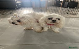 Maltese dogs for stud: 🌟Stunning KC Reg Korean Maltese boy for STUD in Waltham Cross - Image 10