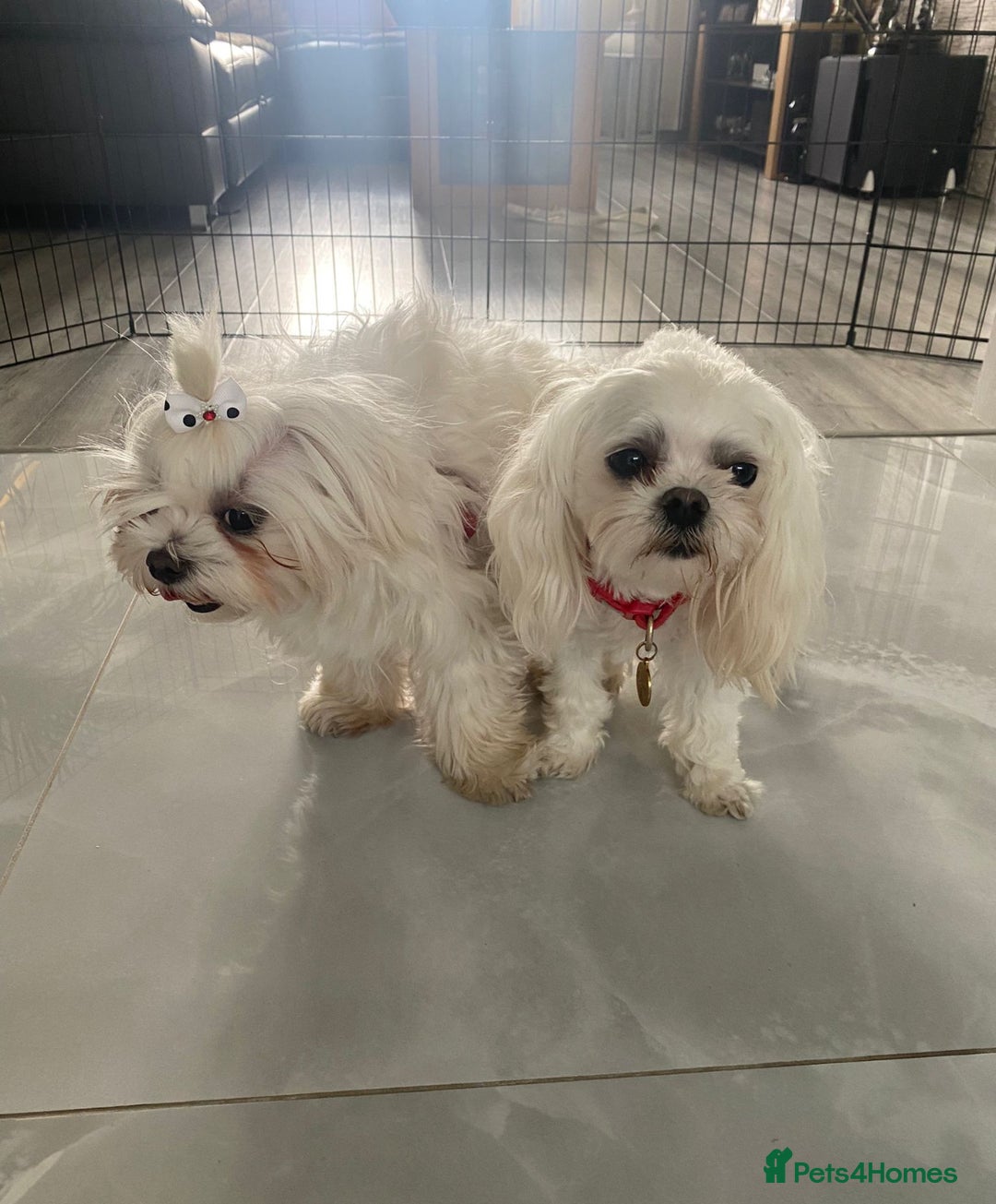 Maltese dogs for stud: 🌟Stunning KC Reg Korean Maltese boy for STUD in Waltham Cross - Image 10