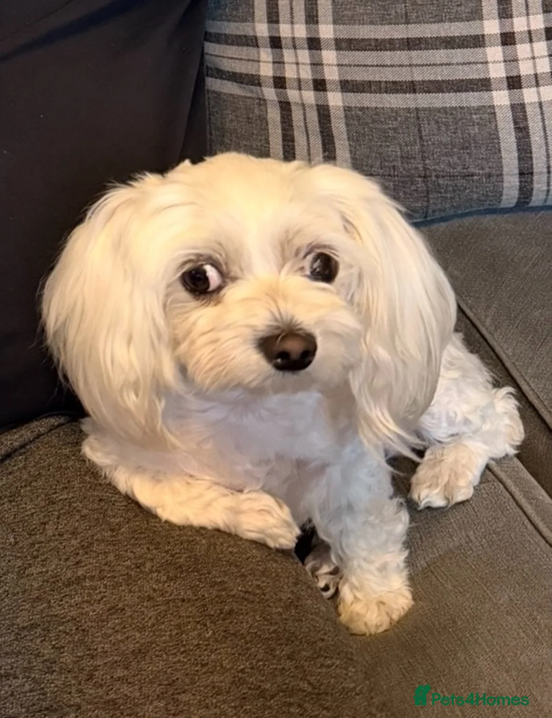 Maltese dogs for sale: Maltese girl for sale  - Advert 2