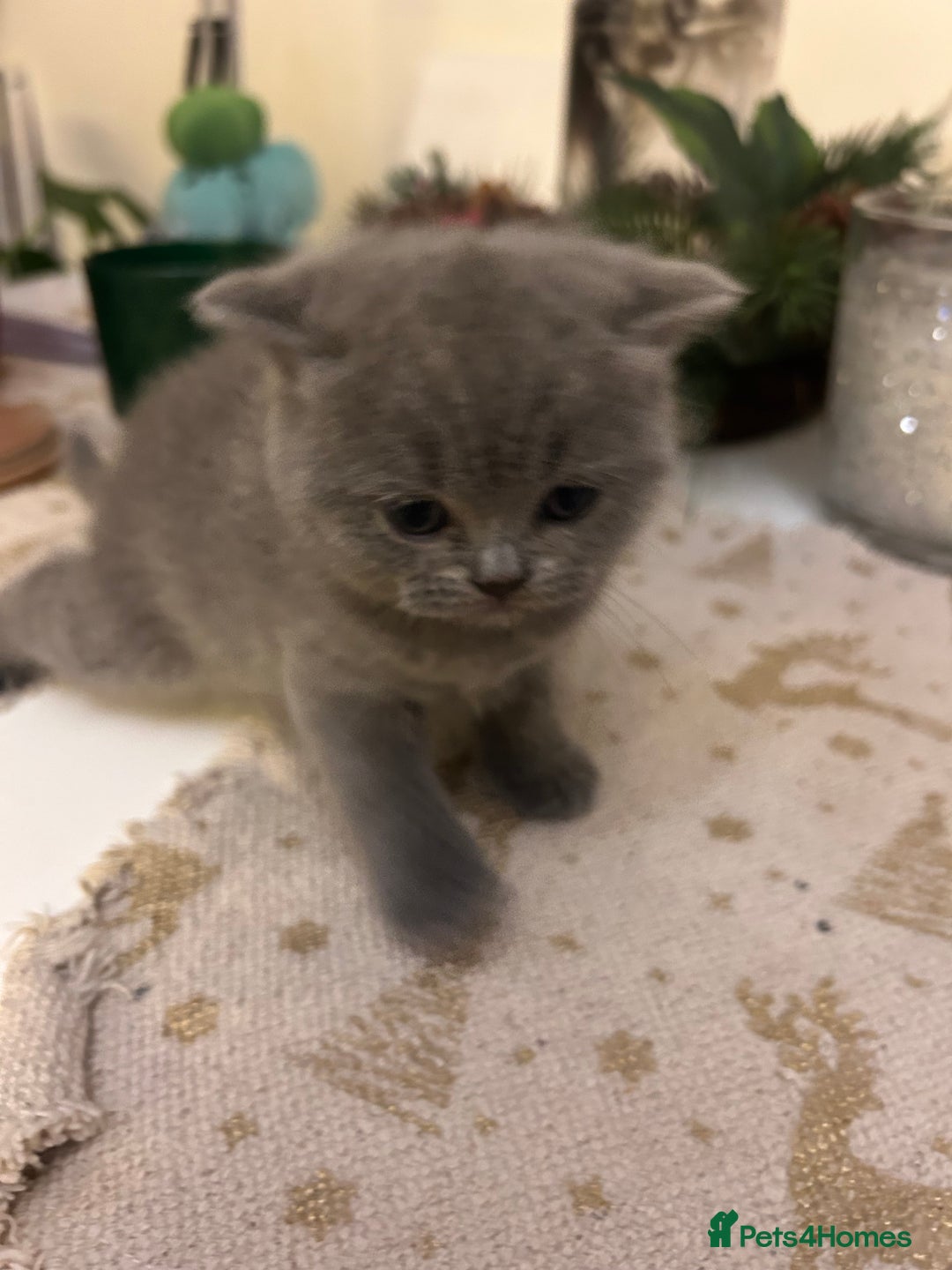 British Shorthair cats for sale: Only 1 girl left!! Pure British shorthair kittens  - Advert 16