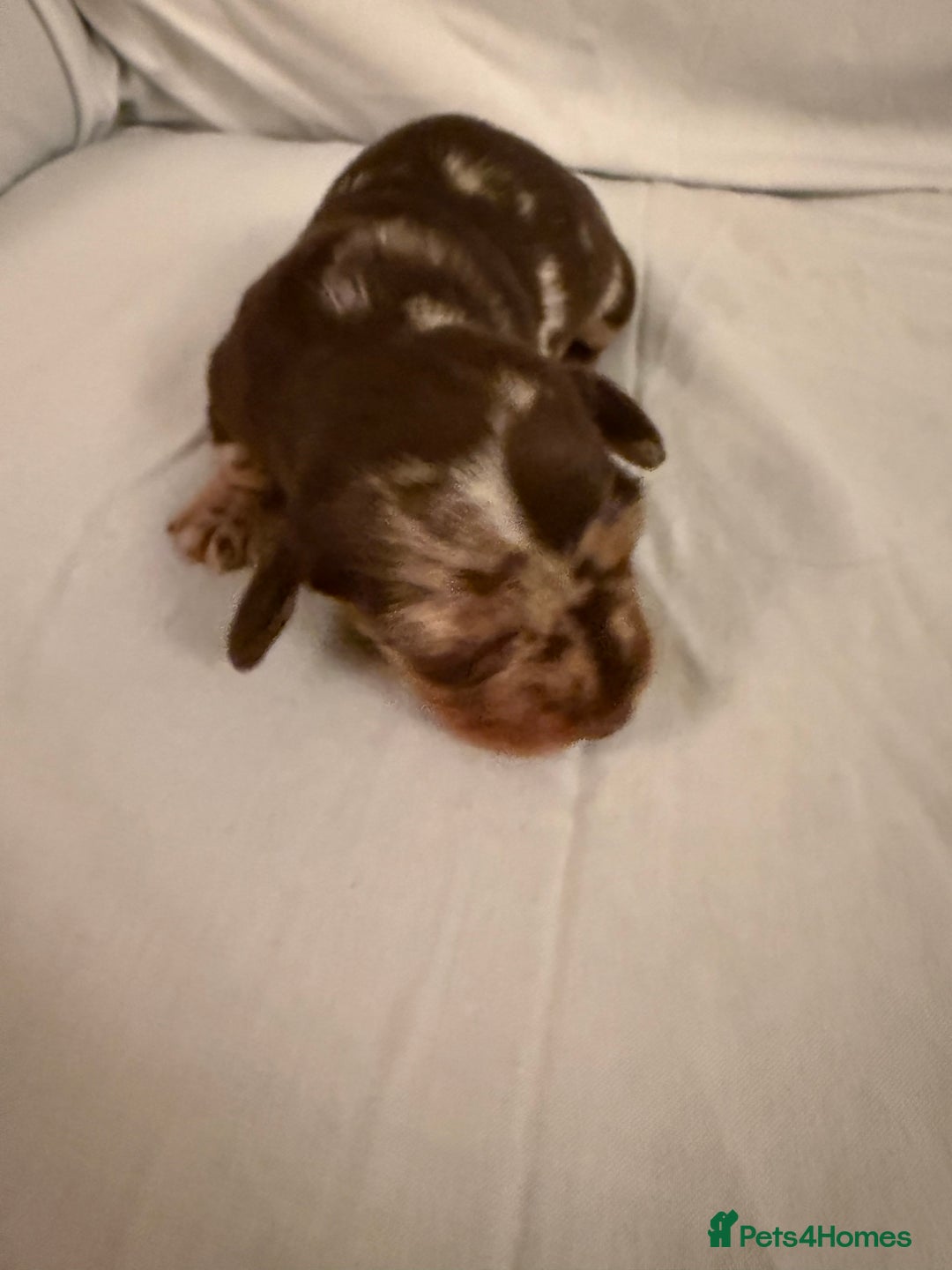 Dachshund dogs for sale: Miniature Dachshund puppies for sale - Advert 25