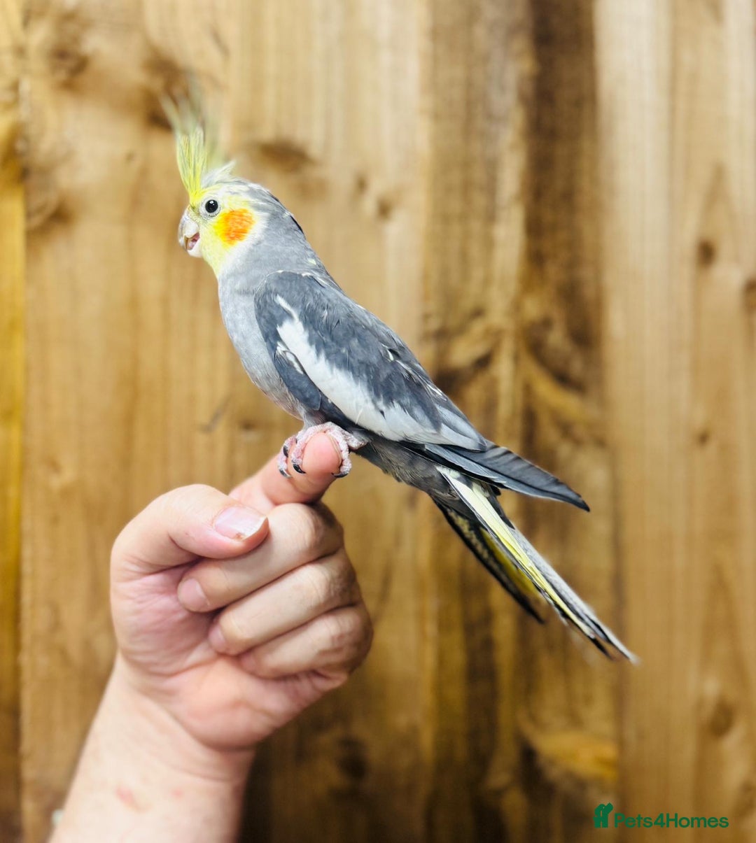 Cockatiels birds for sale: Cocktails  - Advert 2