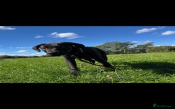 Mixed Breed dogs for sale: our lovely jack - Advert 1