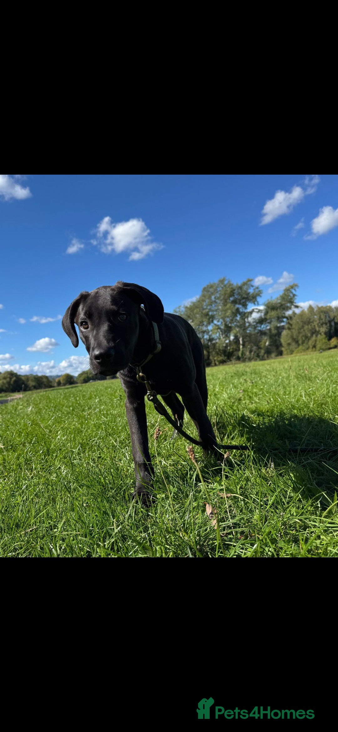 Mixed Breed dogs for sale: our lovely jack - Advert 1