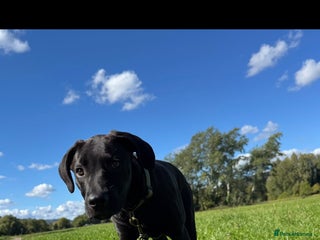 Mixed Breed dogs our lovely jack - Advert 7