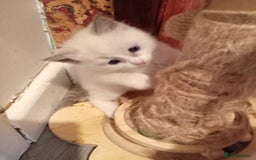 Ragdoll cats for sale: 6 ragdoll kittens  - Image 14