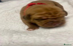 Mixed Breed dogs for sale: Dogue de bordeaux x staff puppies  - Image 20