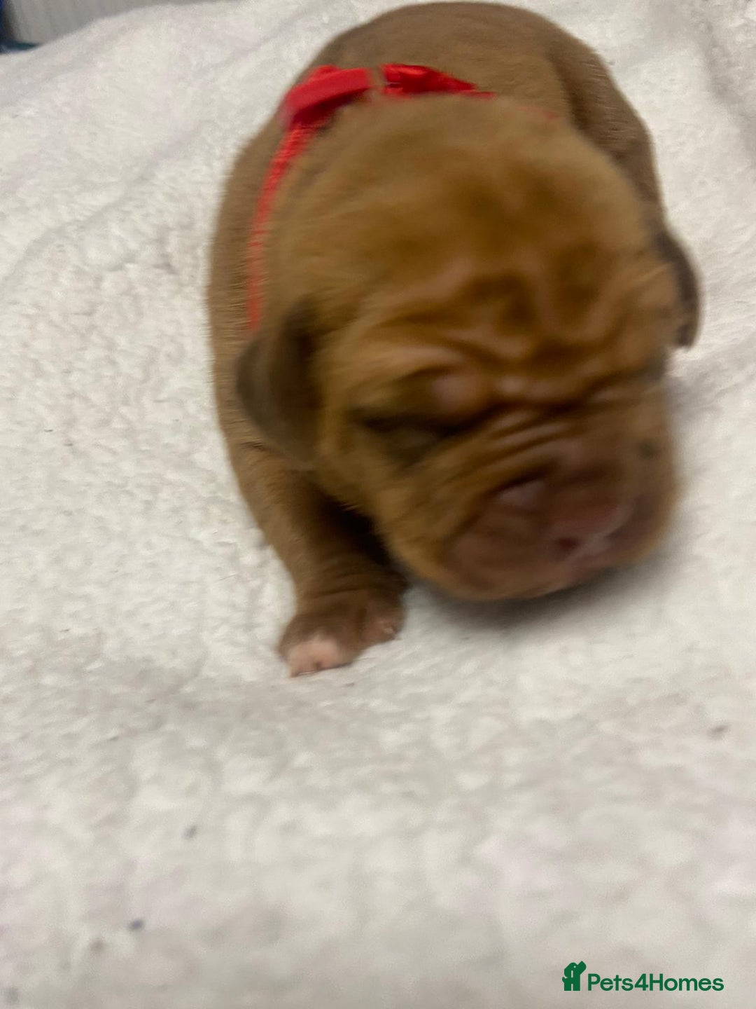 Mixed Breed dogs for sale: Dogue de bordeaux x staff puppies  - Image 20