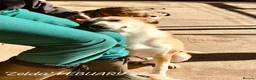 Mixed Breed dogs for adoption: Zelda, 3 yrs old approx. Available for adoption. in Brixham - Advert 23