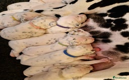 Dalmatian dogs for sale: **Beautiful litter of 11 KC Dalmatians** - Image 21