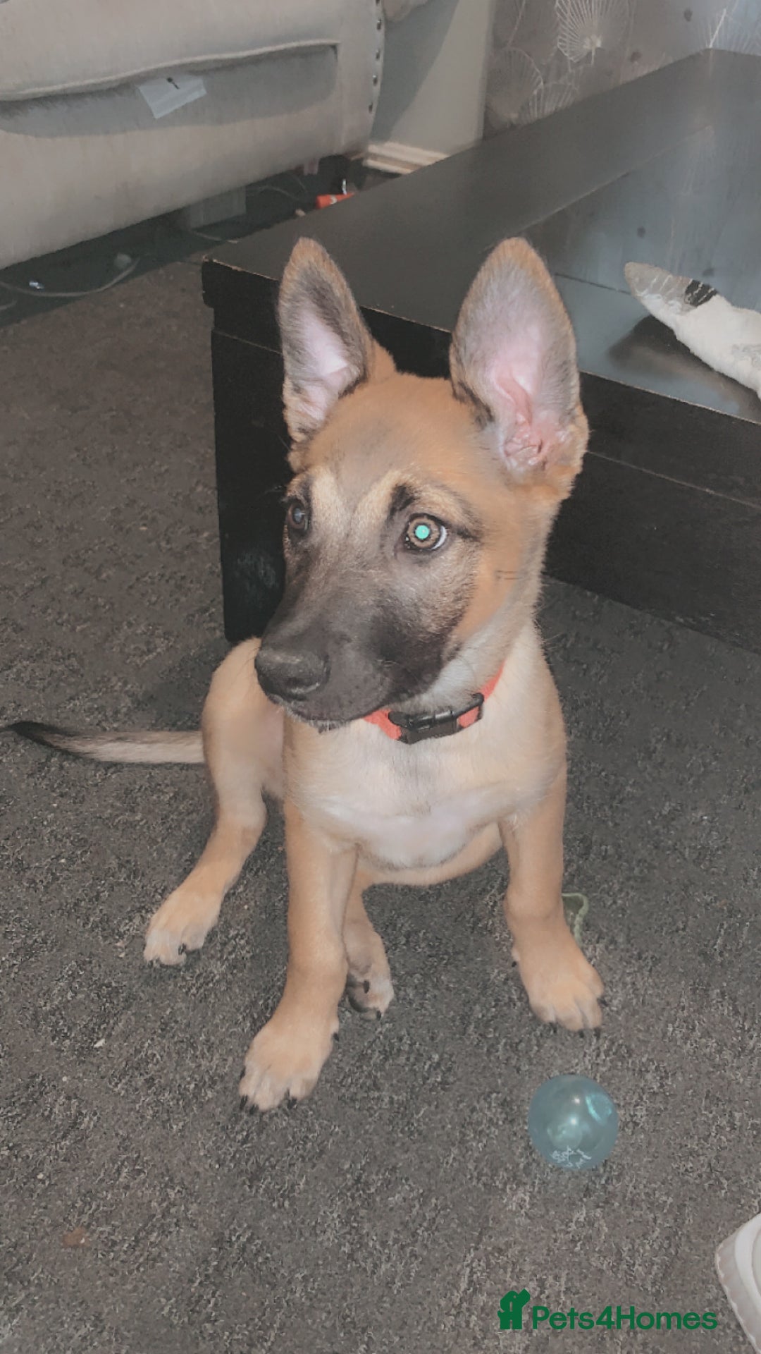 Mixed Breed dogs for sale: Belgian malinois cross border collie  - Image 8
