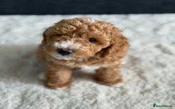 Poochon dogs for sale: 🐾 Adorable Mini Poochon Puppy – Milo 🐾 - Image 8