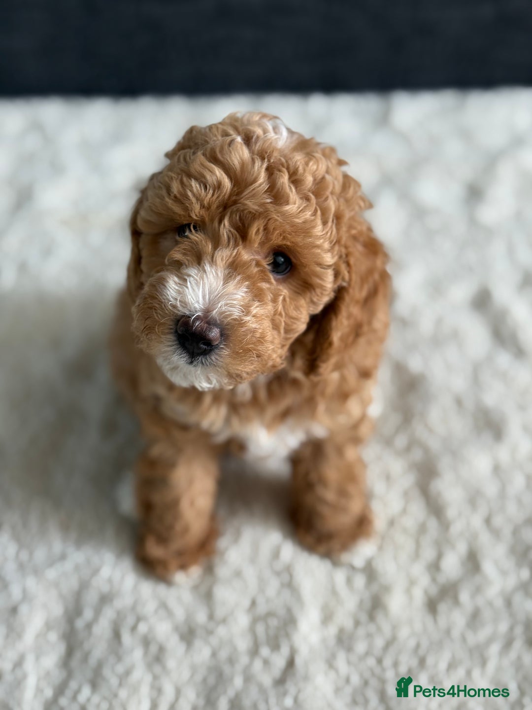 Poochon dogs for sale: 🐾 Adorable Mini Poochon Puppy – Milo 🐾 - Image 8
