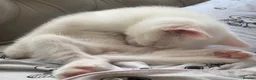 Mixed Breed cats for sale: Four Beautiful Kittens for sales  - Advert 3