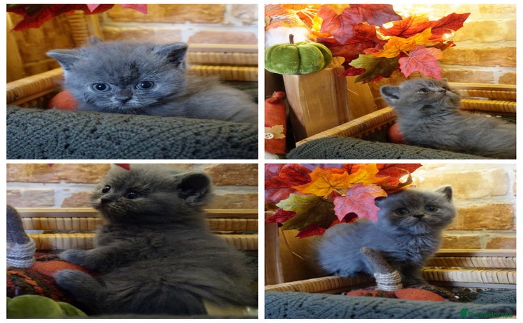 British Shorthair cats - Advert 15