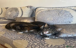 British Shorthair cats for sale: Two Beautiful Loving Male Cats  - Advert 6