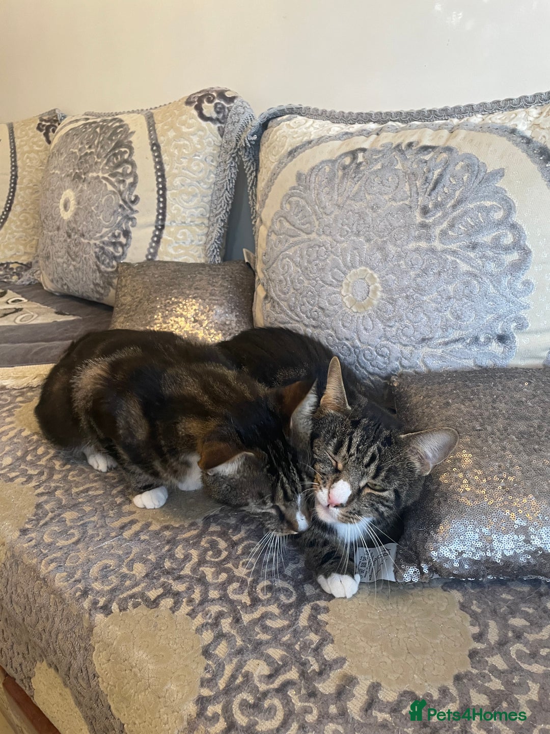 British Shorthair cats for sale: Two Beautiful Loving Male Cats  - Advert 6