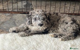 Cockapoo dogs for sale: F2 Cockapoo - Image 3