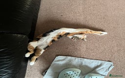 Mixed Breed cats for sale: Sweetest 5 kittens  - Image 14