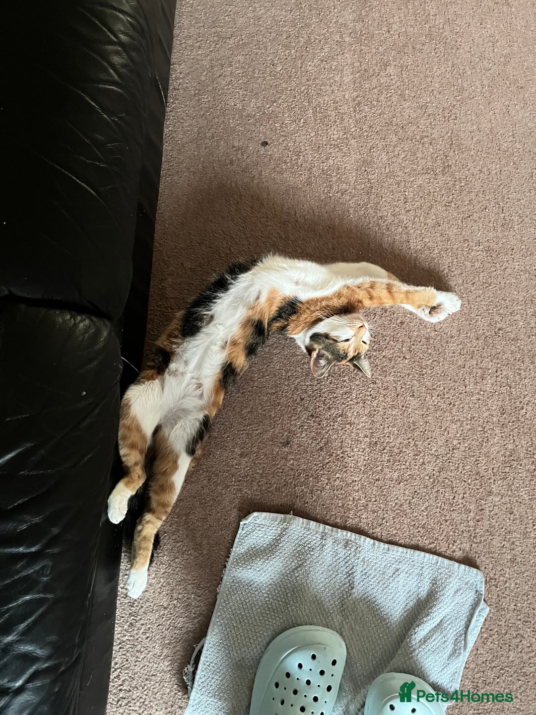 Mixed Breed cats for sale: Sweetest 5 kittens  - Image 14