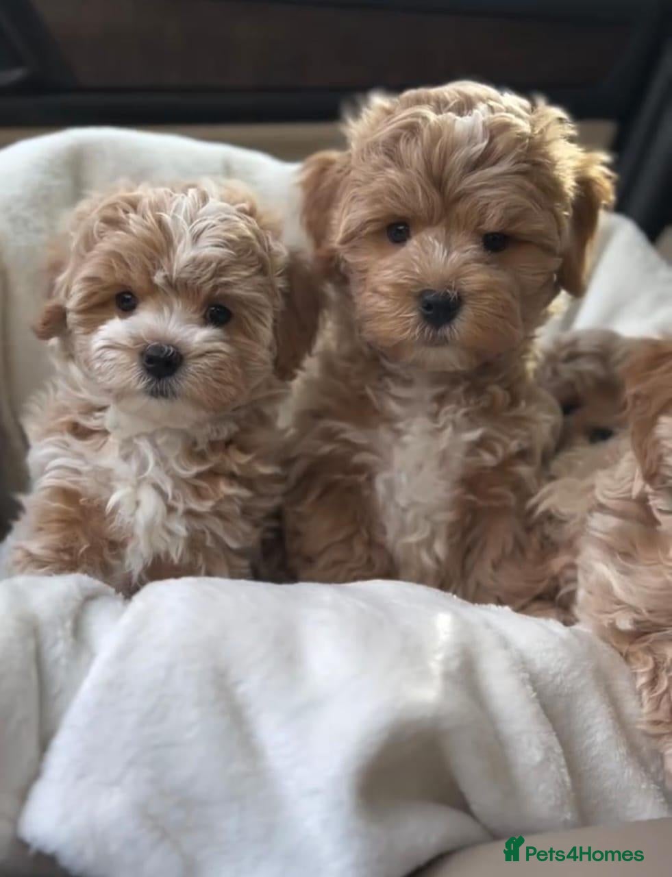 Maltipoo dogs for sale: Five Maltipoo Darlings – Special Little Companion - Advert 21