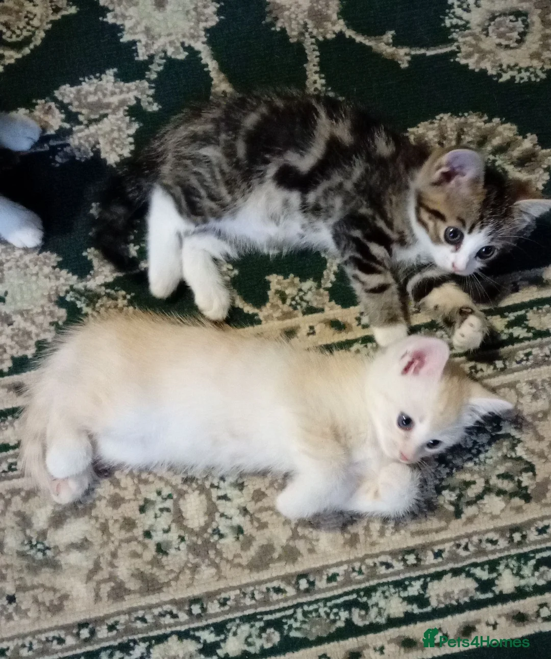 Mixed Breed cats for sale: 4 mixed breed kittens. in Basingstoke - Advert 10