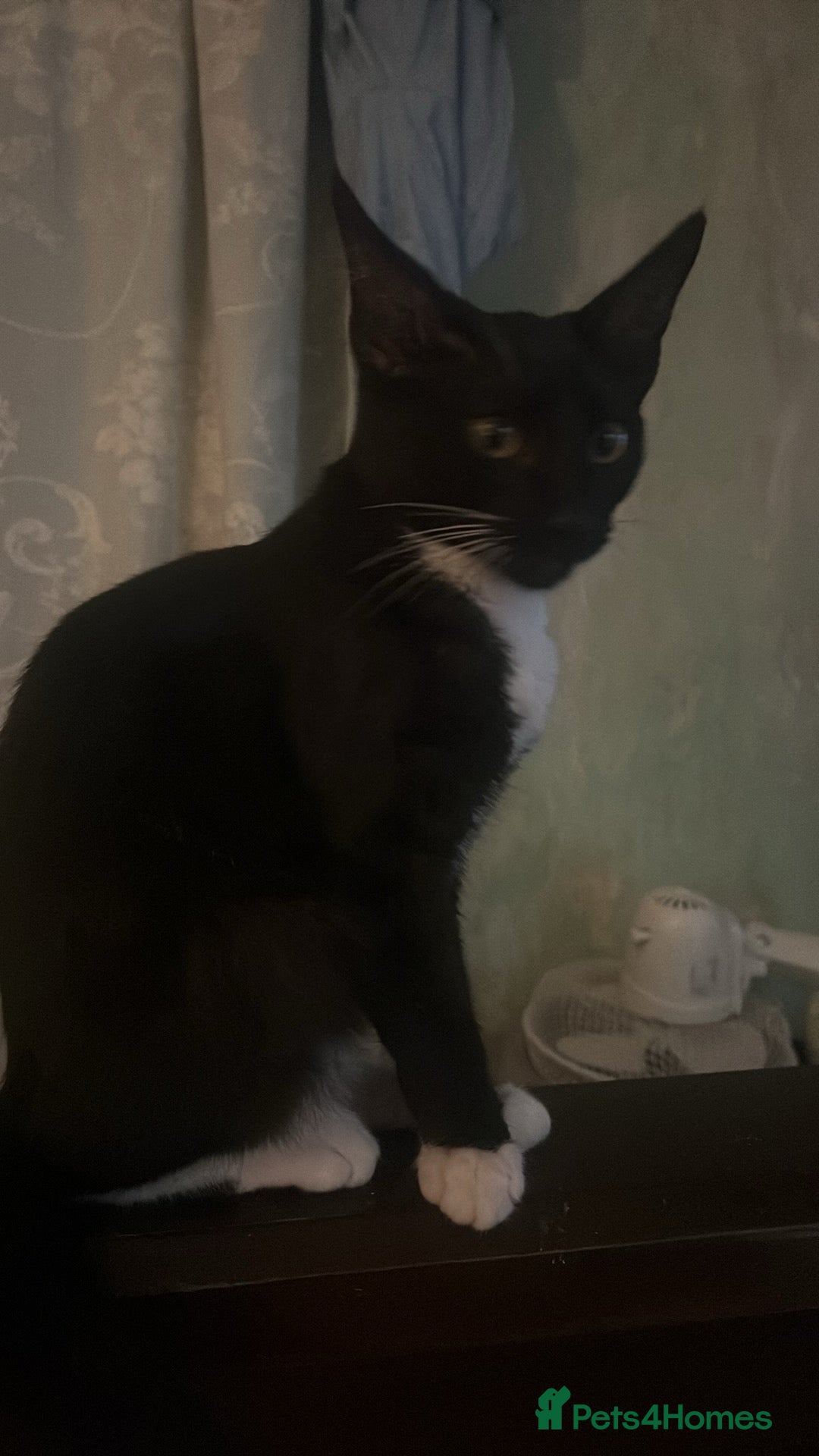 Savannah cats for sale: Sooty the sweetest Savannah cross - Image 10