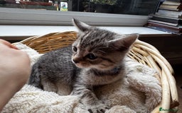 British Shorthair cats for sale: Gorgeous British Shorthair Kittens   - Image 23