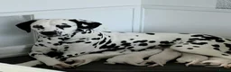 Dalmatian dogs for sale: Litter of 8 puppies  - Advert 1