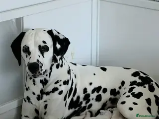 Dalmatian dogs Litter of 8 puppies - Advert 18