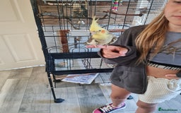 Cockatiels birds for sale: Hand tame cockatiels with cage - Image 5