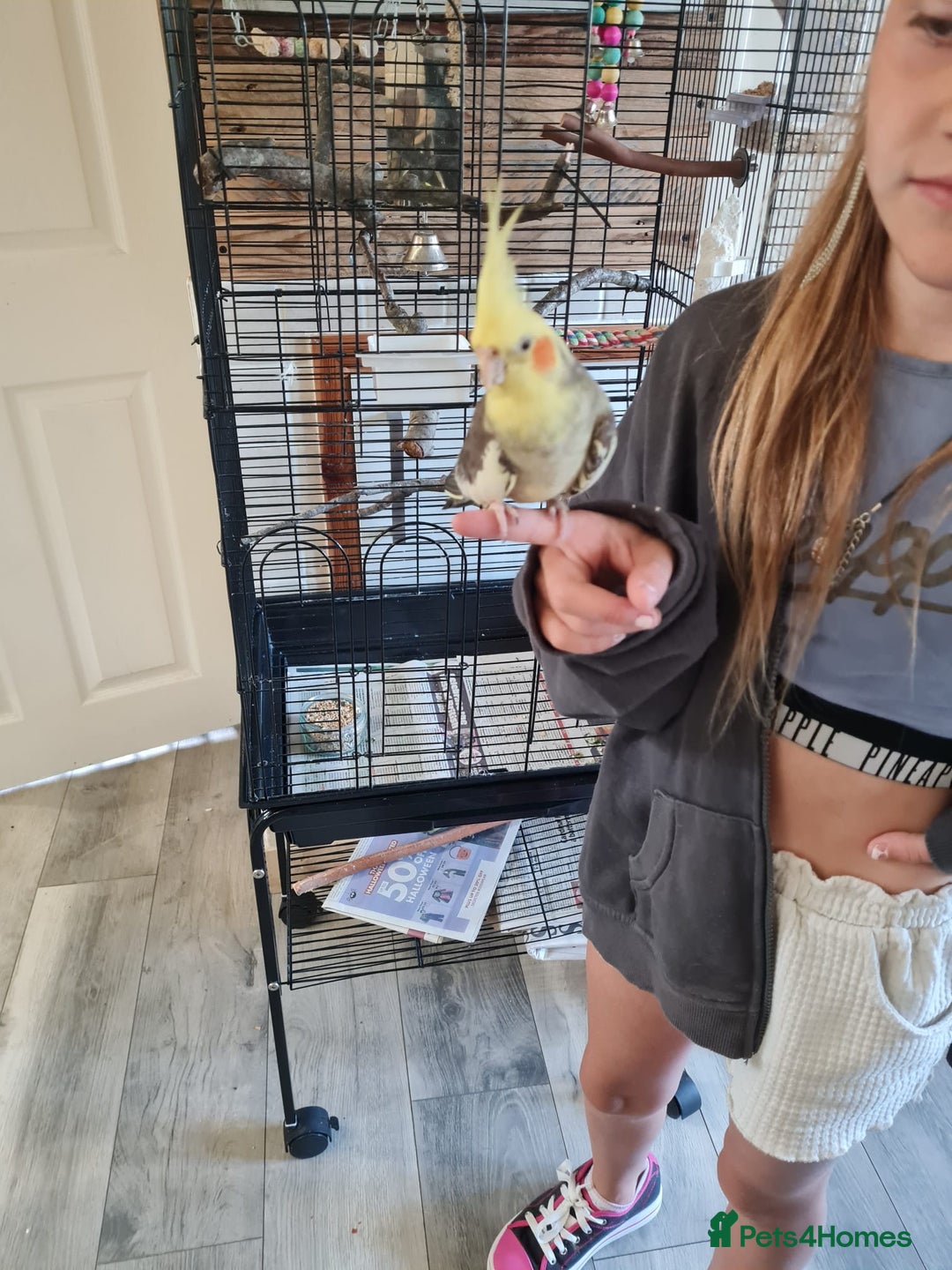 Cockatiels birds for sale: Hand tame cockatiels with cage - Image 5